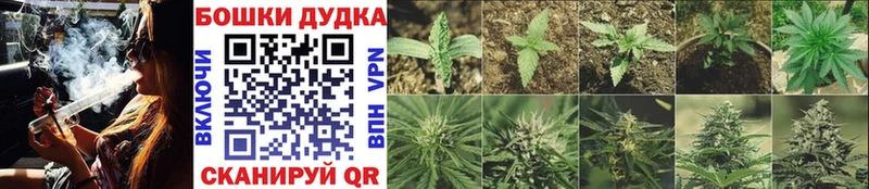 Канабис сатива  Кондопога 